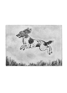 Cassie dog drypoint portrait