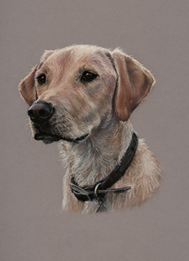 Milo pastel dog portrait
