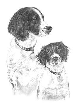 Minnie & Isla pencil double dog portrait