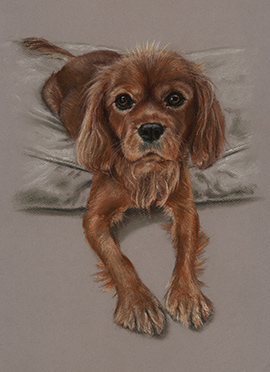 Pippi pastel dog portrait