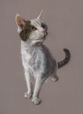 Snowbell pastel dog portrait