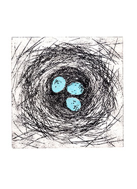 Nest blue eggs etching